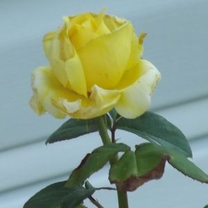 Meet your Posher, Birdie